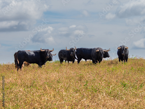 Herd of black brave bulls standing in a field grazing on the grass.