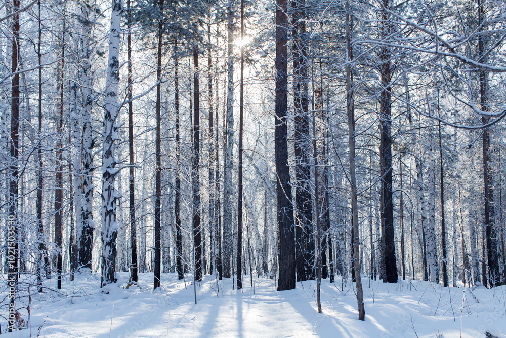 Fototapeta premium A serene winter forest with tall snow-covered trees