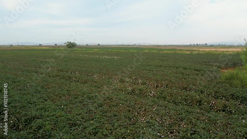 Aerial Drone Shot of Cotton Field in Harvest Season
