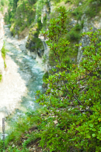 This photograph captures a close-up of green foliage in the foreground