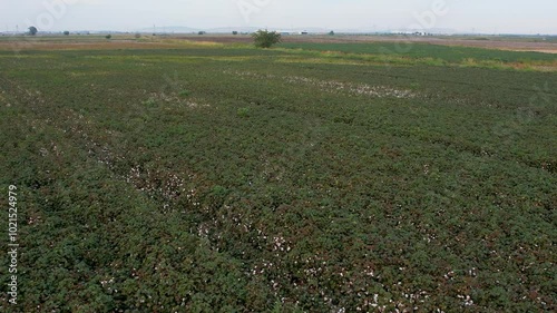 Aerial Drone Shot of Cotton Field in Harvest Season
