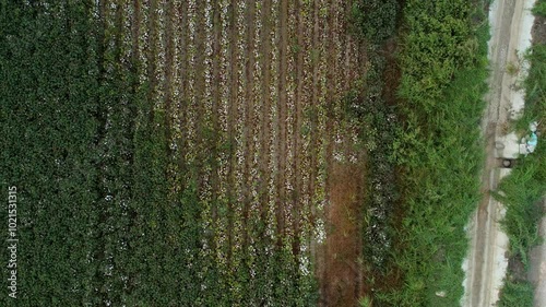 Aerial Drone Shot of Cotton Field in Harvest Season
