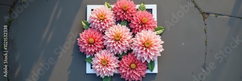 Beautiful arrangement of pink dahlias in a square frame, perfect for floral design and marketing projects, showcasing nature's elegance and color harmony.