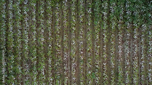 Aerial Drone Shot of Cotton Field in Harvest Season
