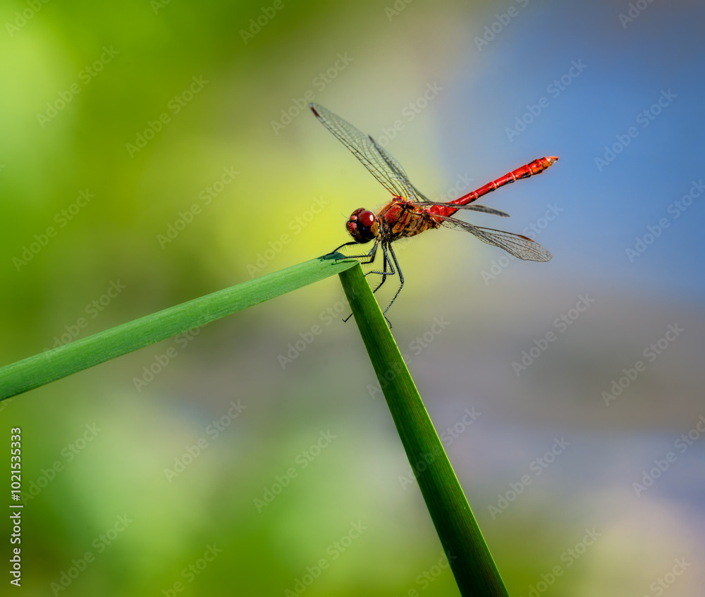 Male red ruddy darter dragonfly on a blade of grass