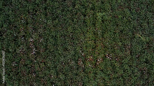 Aerial Drone Shot of Cotton Field in Harvest Season

