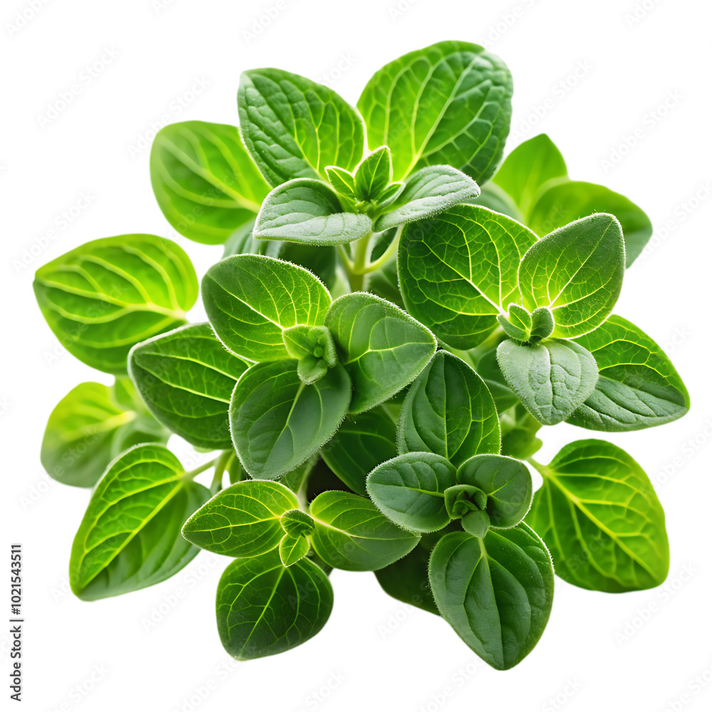 plant isolated on white plant isolated on white