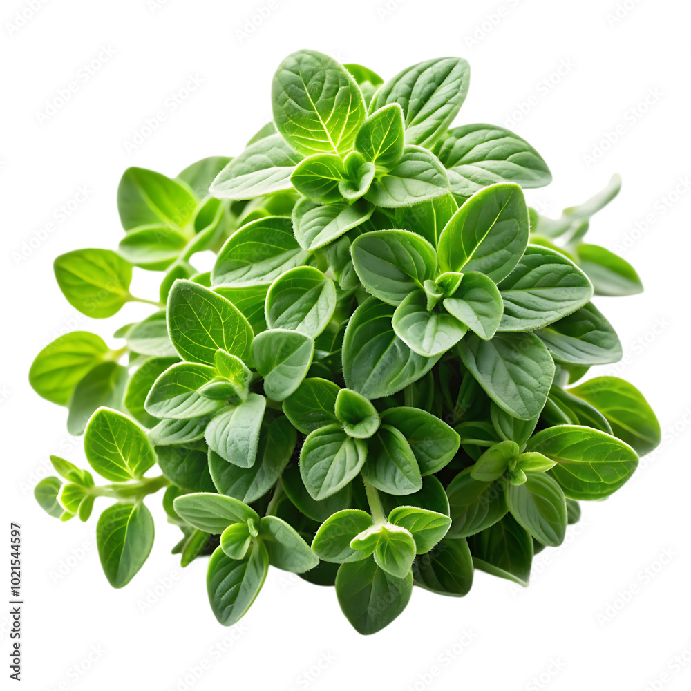 fresh basil leaves fresh basil leaves