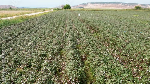 Aerial Drone Shot of Cotton Field in Harvest Season
