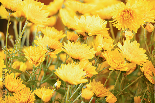 Yellow chrysanthemums.A bouquet of yellow flowers.Autumn flowers.House plants.