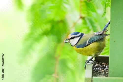 bird on a branch mesange bleue photo