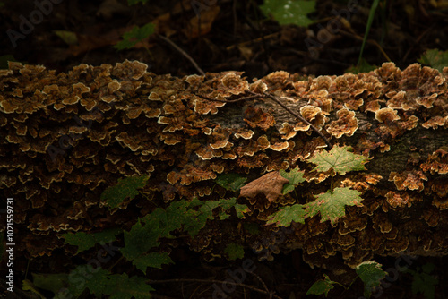 Mushrooms and Maple Leaves