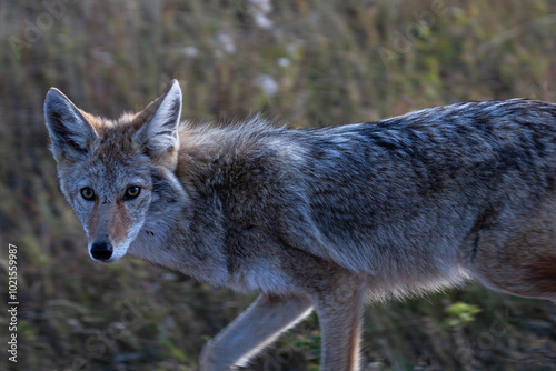 Coyote