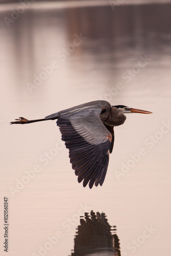 Great Blue Heron in Flight 2