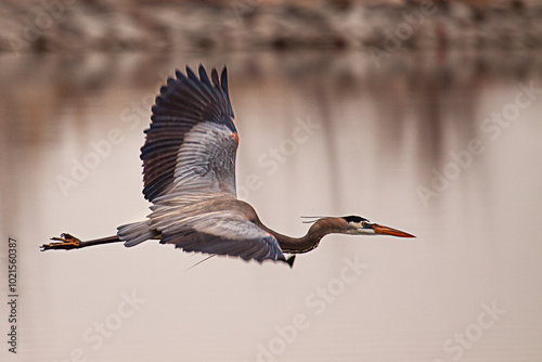 Great Blue Heron in Flight