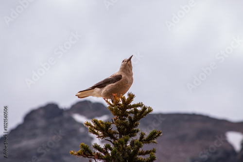 Gray Jay in Colorado