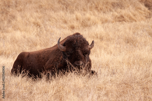 Bison in South Dakota Grasslands 3