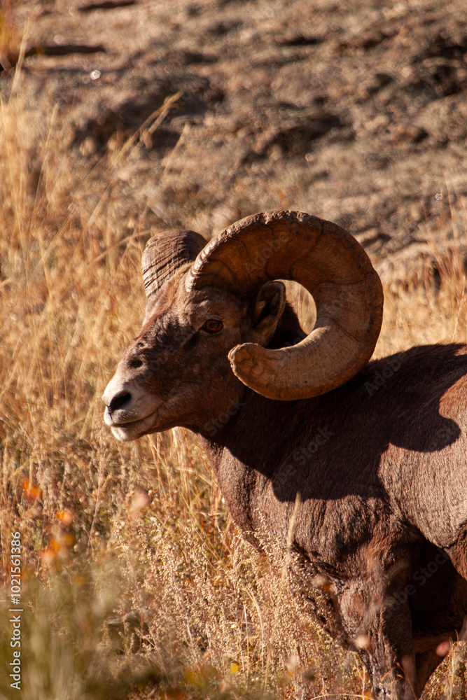 Obraz premium Bighorn Sheep Colorado