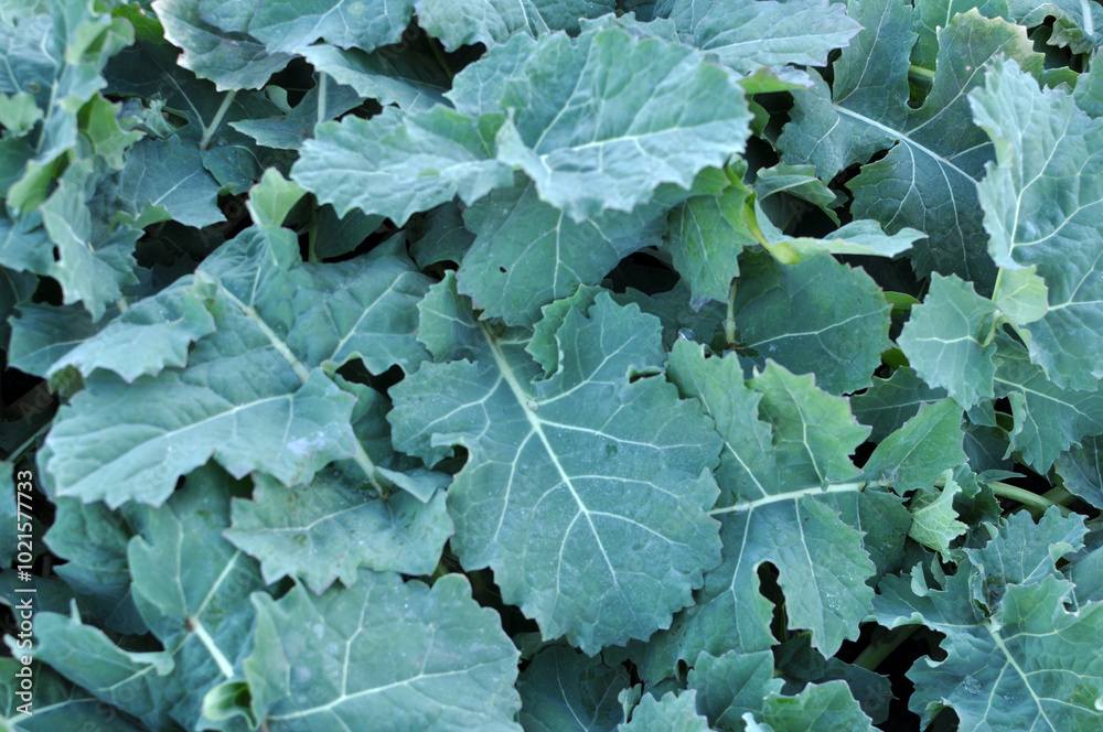 In the autumn field grows winter rapeщ In the autumn field grows winter rapeщ