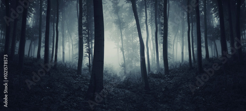 Fototapeta Naklejka Na Ścianę i Meble -  dark fantasy forest panorama, halloween background