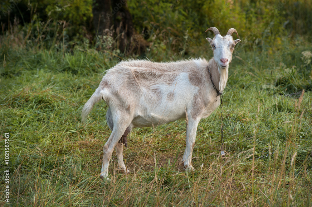 a full-grown young goat grazes a full-grown young goat grazes