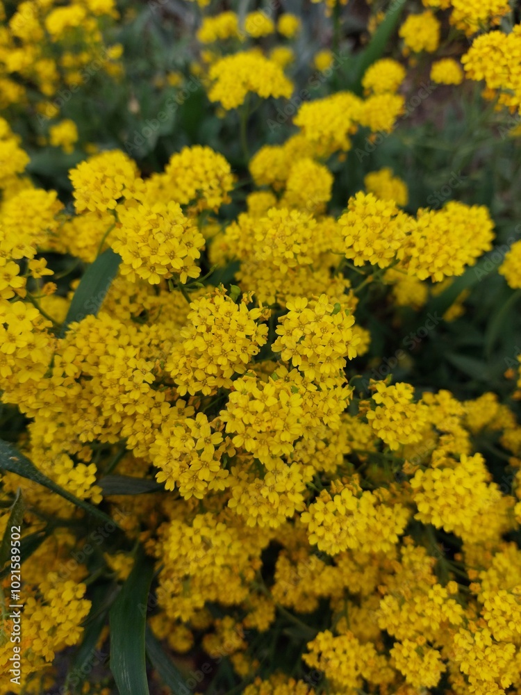 yellow flowers yellow flowers