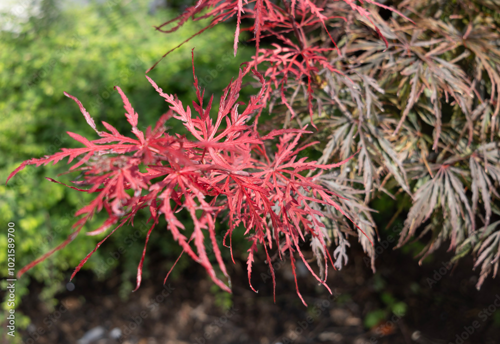 Detalle de ramas y hojas de un arce ; Acer palmatum 'Dissectum Detalle de ramas y hojas de un arce ; Acer palmatum 'Dissectum