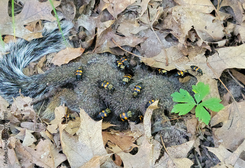 Φωτογραφία Carrion Beetles