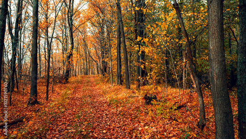 Autumn forest road leaves fall in ground landscape on autumnal background. Colorful foliage in the park. Falling leaves.