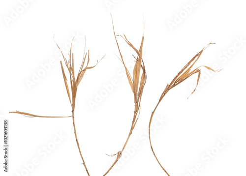 Set of dry dried bamboo rattan leaves isolated on white, clipping