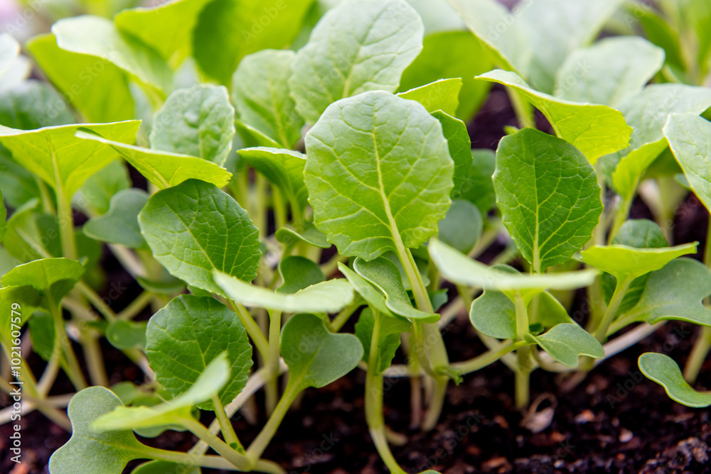 Obraz premium small bok choi seedlings (bok choy or chinese cabbage).
