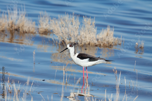 Female of Black-winged Stilt (Himantopus himantopus) feeding in floodplain of the Chu River, Kazakhstan photo