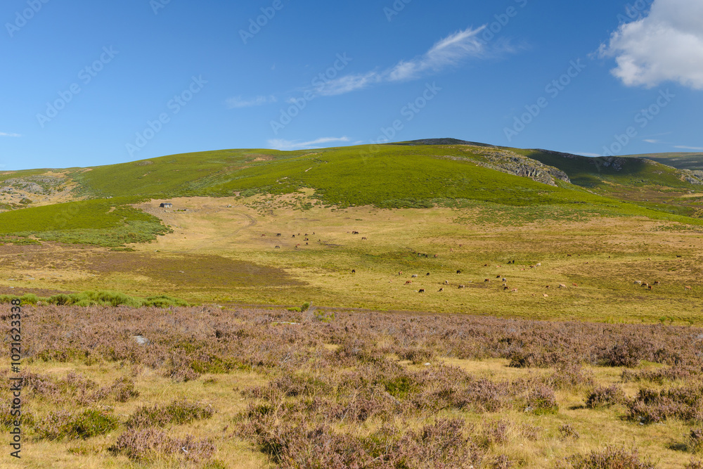 Fototapeta premium green mountains under blue sky with white clouds, beautiful nature landscape