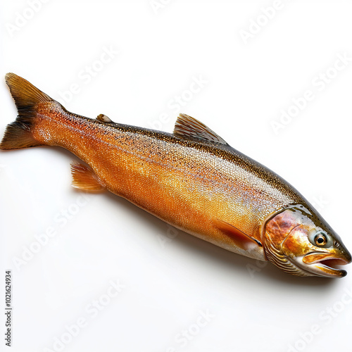 Smoked Trout Isolated