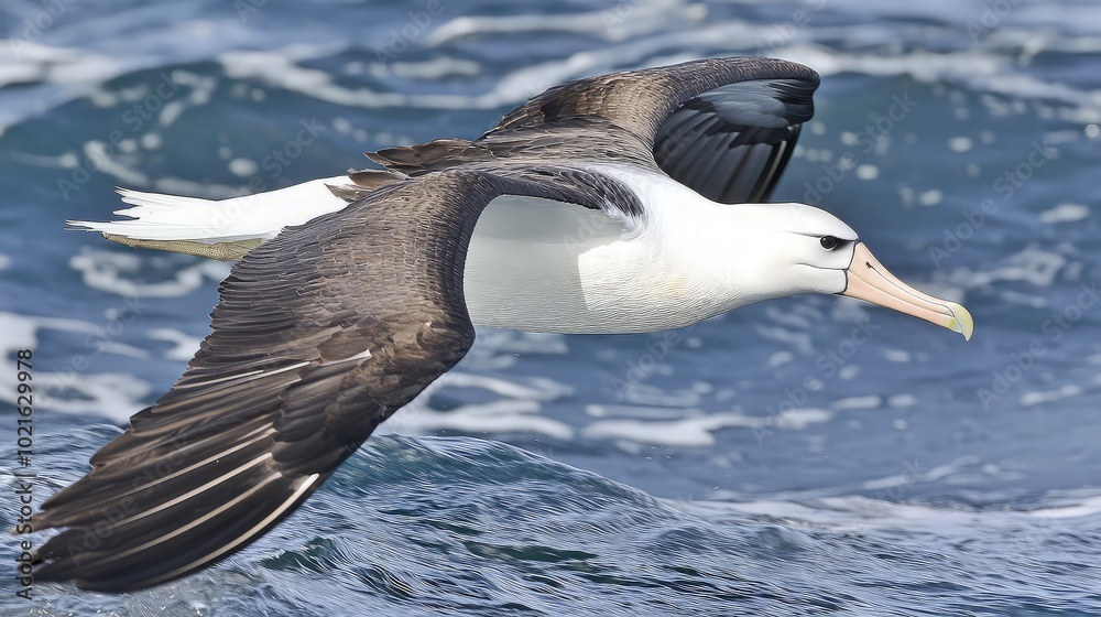 Fototapeta premium A white-headed albatross with black wingtips flies over choppy blue ocean water.