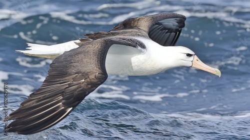 A white-headed albatross with black wingtips flies over choppy blue ocean water. photo