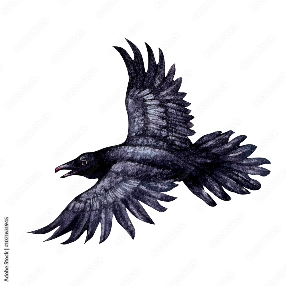 Fototapeta premium Black raven with open wings in flight. Watercolor illustration of smart black birds in a realistic hand-drawn style on a white background. Template design element for Halloween prints, fairy tales.