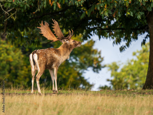 Fallow Deer Buck Walking Bellowing in the Rut photo