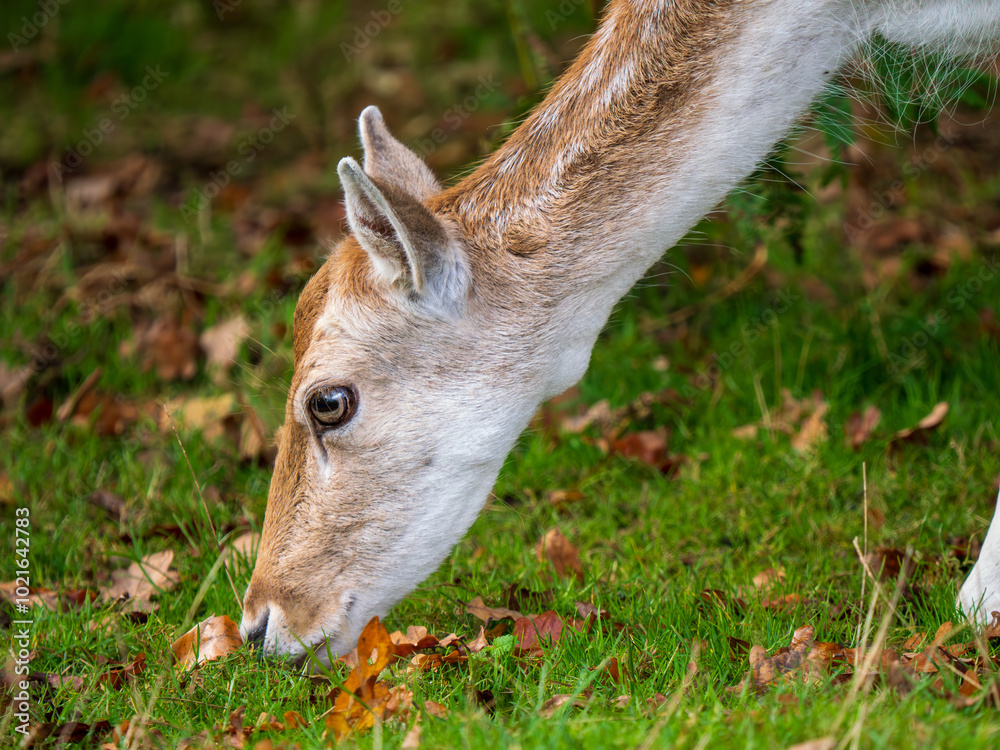 Close-up of a Fallow Deer Doe Head