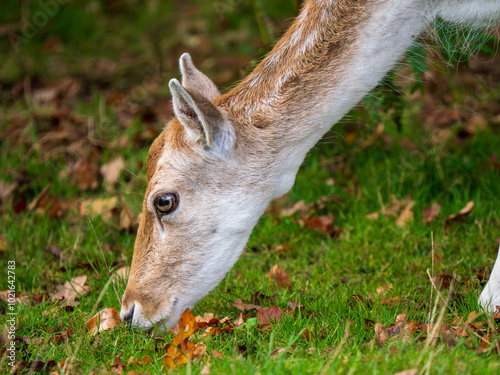 Obraz na płótnie Close-up of a Fallow Deer Doe Head w salonie