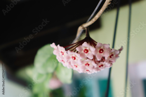 Close-Up of Red and White Wax Plant Blooms in Full Bloom photo