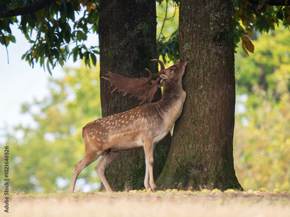 Fallow Deer Buck Scent Marking on a Tree