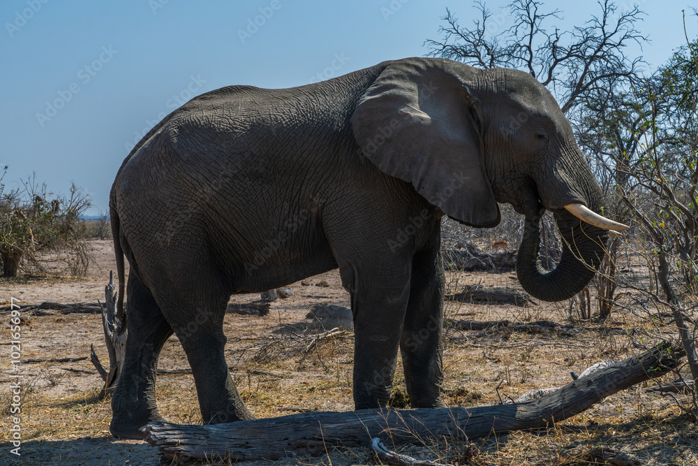 Fototapeta premium Solitary elephant walking in the bush of Botswana
