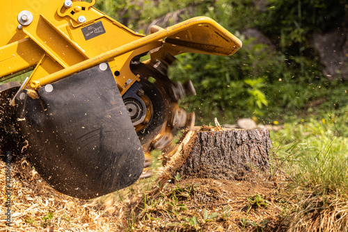 Stump grinder machine is grinding a tree stump in a garden, creating wood chips. Selective focus photo