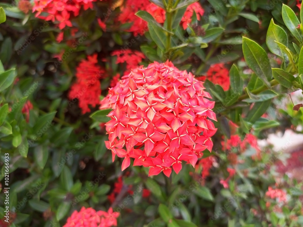 Close-up of Red Ixora Flowers Close-up of Red Ixora Flowers
