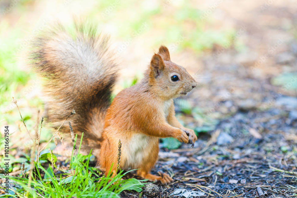 Red squirrel standing on the ground with its bushy tail raised Red squirrel standing on the ground with its bushy tail raised