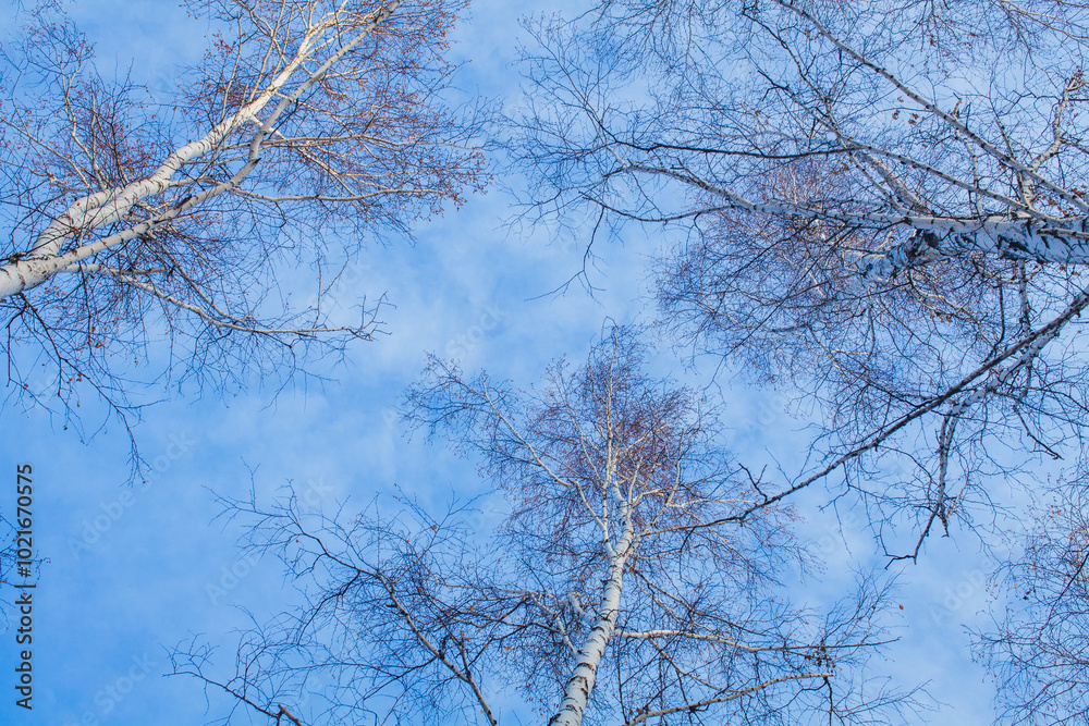 The photograph features a view of the treetops in a winter forest The photograph features a view of the treetops in a winter forest