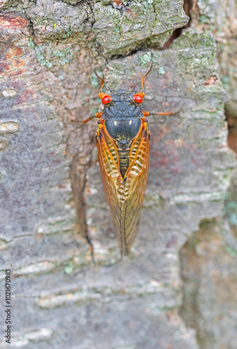 17 year Cicada on a Tree Trunk photo