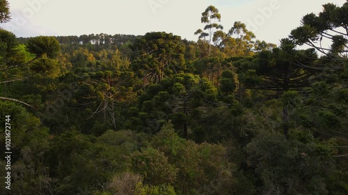 Parana Pine Tree Araucaria Forest. Aerial view