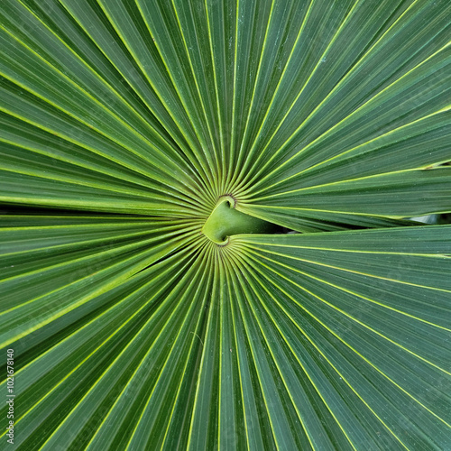palm leaf background